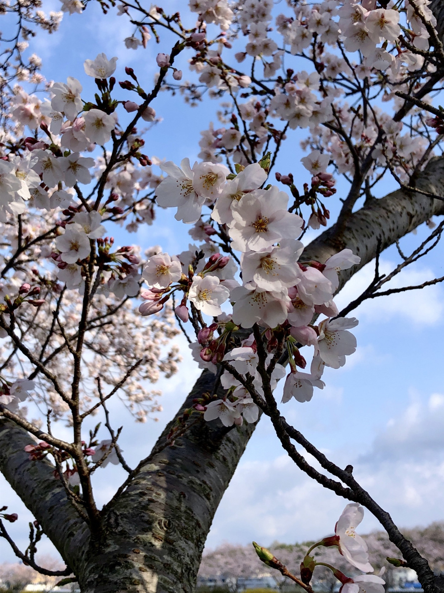 三田市和食　白飯　オススメ