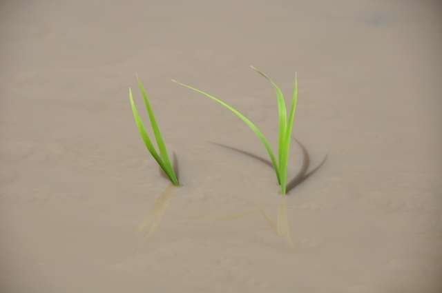 お米の勉強してきます