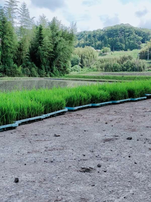 お米の勉強してきました🌾🍚