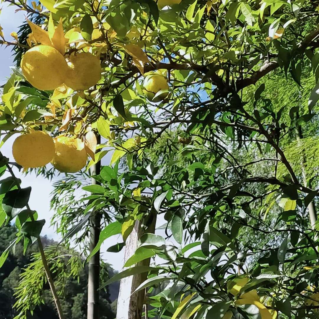 先日のお休みに🍊
