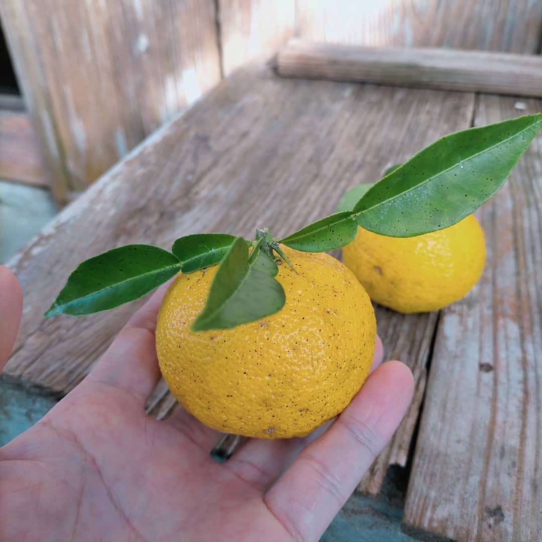 柚子料理🍊（三田市で柚子料理を食べるならおととごはん味保へ）