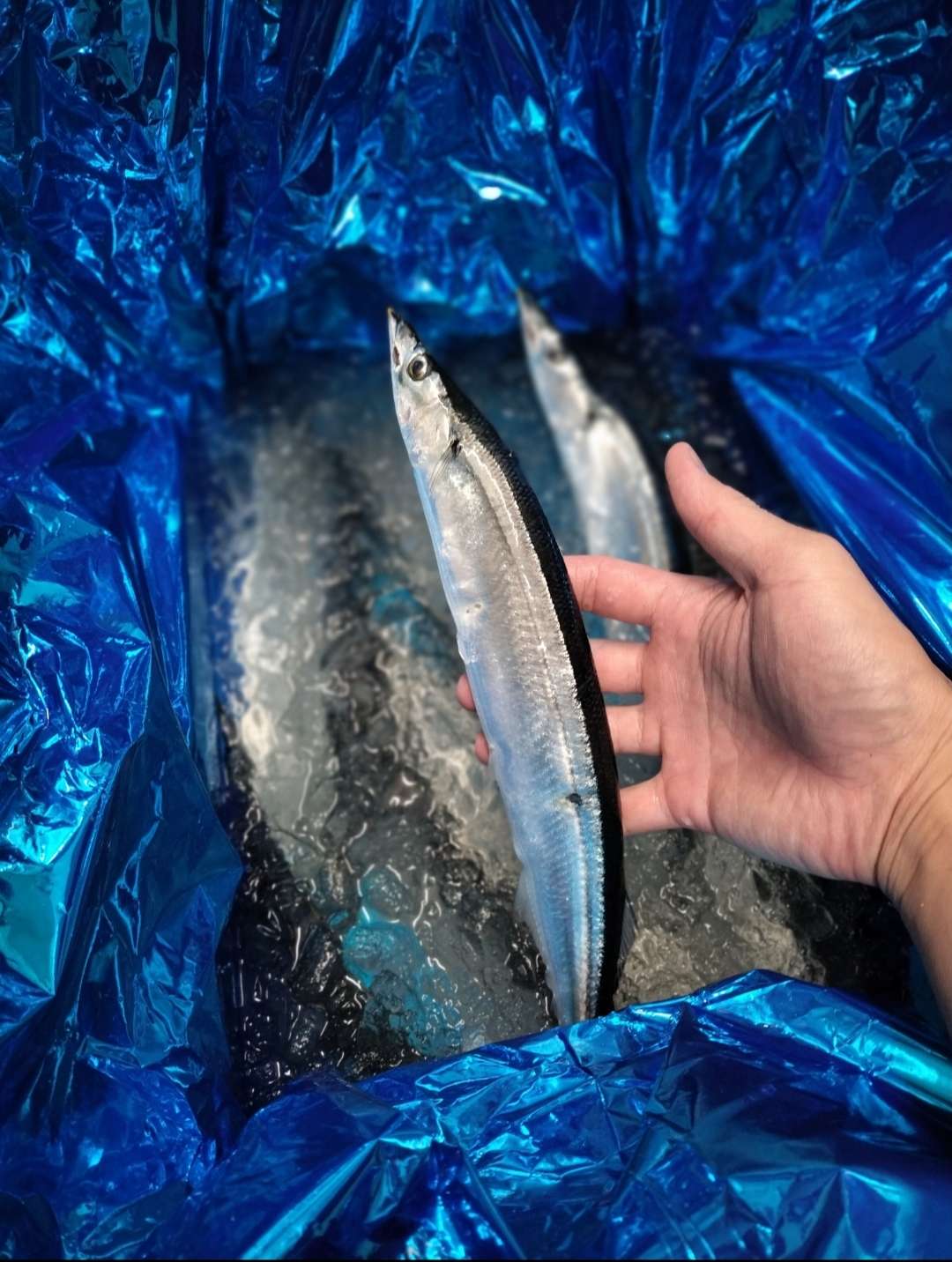 秋刀魚！！！さんまが良い！